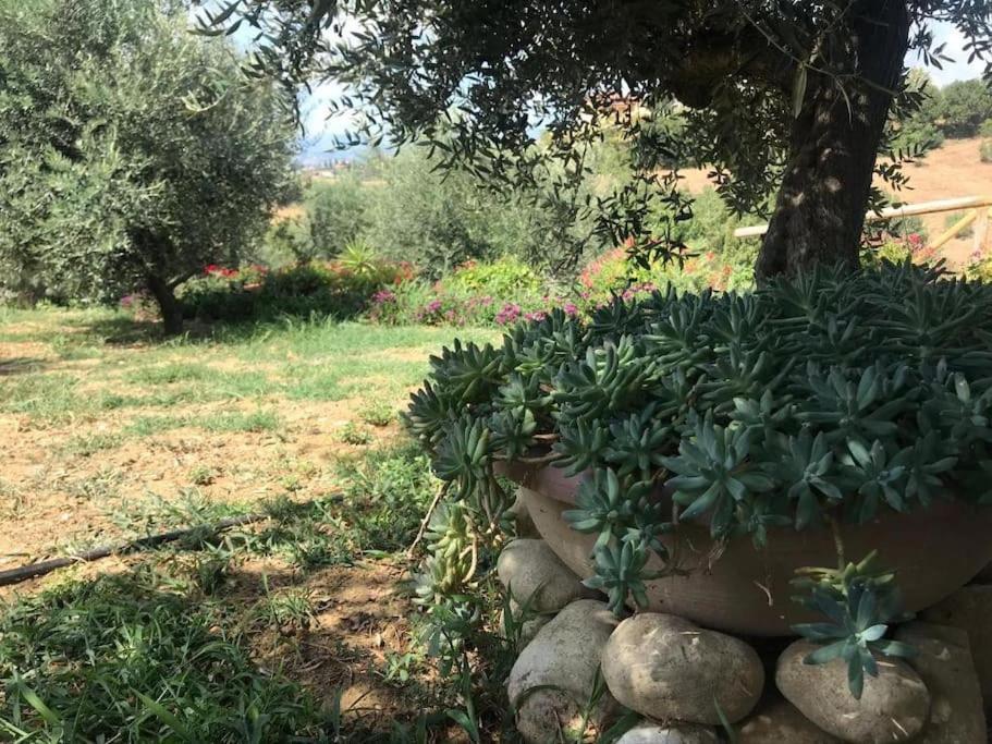 Appartamento Olivo Collecorvino Exterior photo